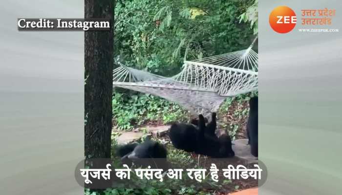 Two bears fallen down from swing watch funny viral video uppm