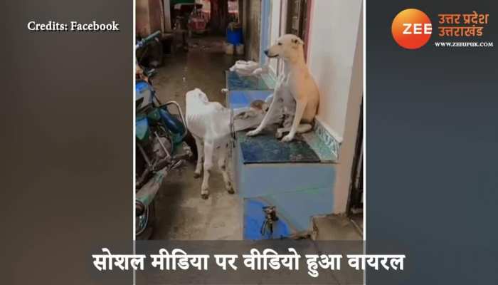 DOGY is lovingly feeding Cow Baby video goes viral on Social Media SPUP