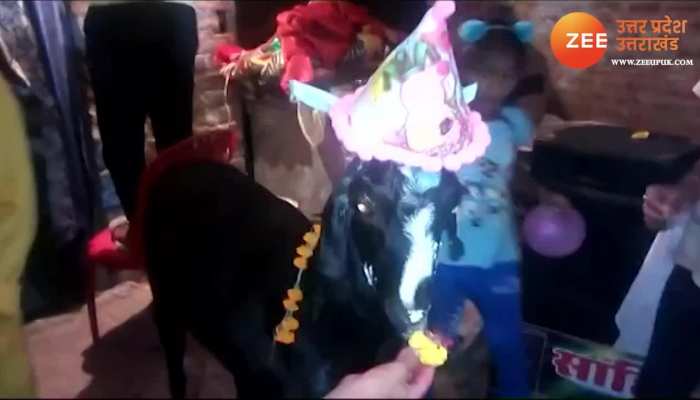Goat was born on next day of Navratri they take it as Goddess Prasad celebrates birthday every year