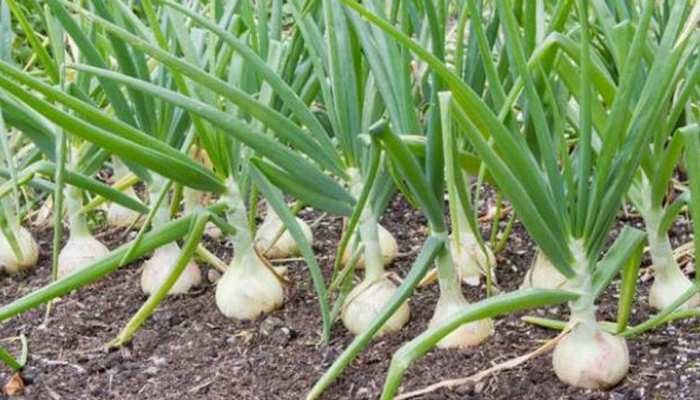Garlic Farming: लहसुन की खेती का ये तरीका जान लें किसान, दोगुनी होगी फसल Garlic Farming: लहसुन की खेती का ये तरीका जान लें किसान, दोगुनी होगी फसल