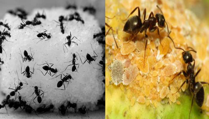 black ants in house are good or bad, lucky or anything else ...