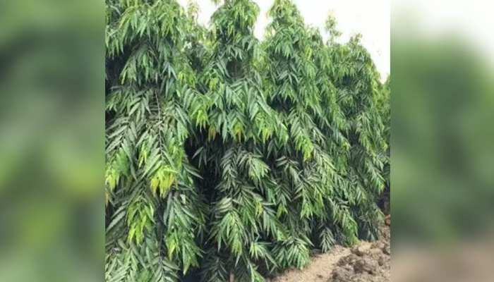 Benefits of Ashoka Tree Bark: महिलाओं से जुड़ी हेल्थ प्रॉब्लम्स को चुटकियों में दूर करेगी इस पेड़ की छाल, जानें फायदे Benefits of Ashoka Tree Bark: महिलाओं से जुड़ी हेल्थ प्रॉब्लम्स को चुटकियों में दूर करेगी इस पेड़ की छाल, जानें फायदे
