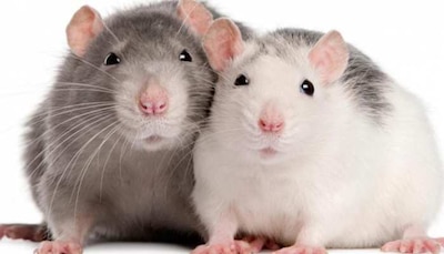 If you troubled by rats so know this way to escape from home without killing | चूहों ने मचा रखा है आतंक, तो जानें बिना मारे घर से भागने का ये नायाब