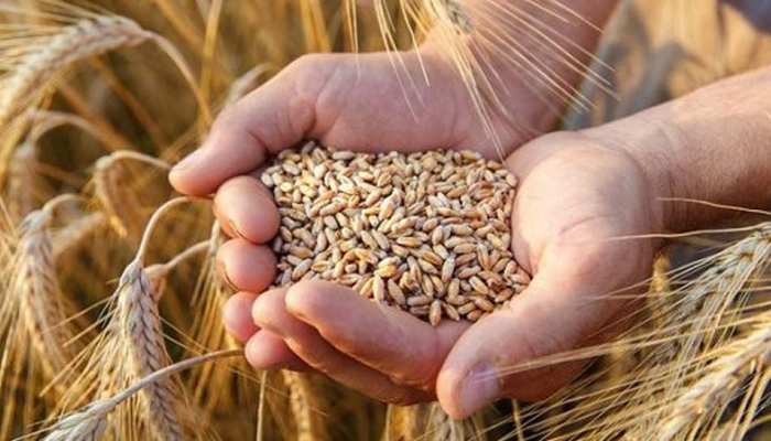 agriculture news farmers use these varity of seeds for wheat crop gets huge  benefit ngmp | गेहूं की इन 5 किस्मों की खेती करें किसान, मिलेगा बंपर  मुनाफा, धरती उगलेगी 'सोना' |