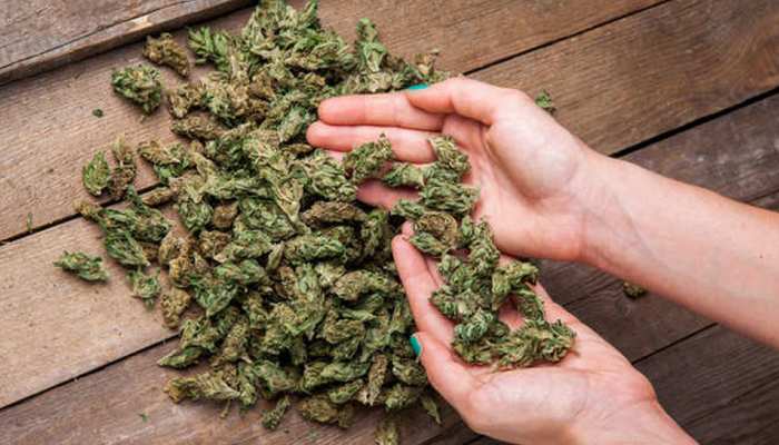 Marijuana was smuggled in the name of curry leaves, black business was  going on online shopping site | करी पत्ता के नाम पर गांजे की तस्करी, ऑनलाइन  शॉपिंग साइट पर चल रहा