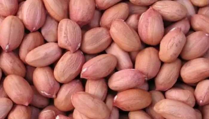 Benefits of peanuts know here benefits of soaked peanuts garibon ka badam  ke fayde brmp | Benefits of peanuts: जानिए क्यों 'गरीबों का बादाम' कहलाती  है मूंगफली, इस तरह सेवन करने पर