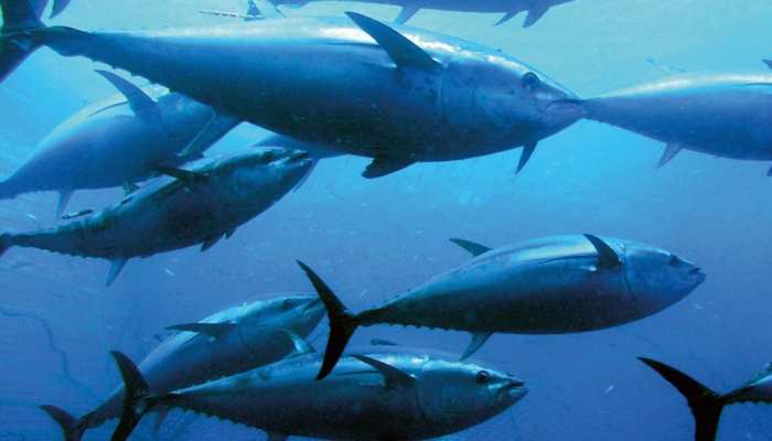 Worlds Most Expensive Fish: Bluefin Tuna is worlds most expensive fish,  know amazing facts about it | 23 करोड़ में मिलती है एक मछली, खूबी है हैरान  करने वाली; पकड़ने पर सीधा
