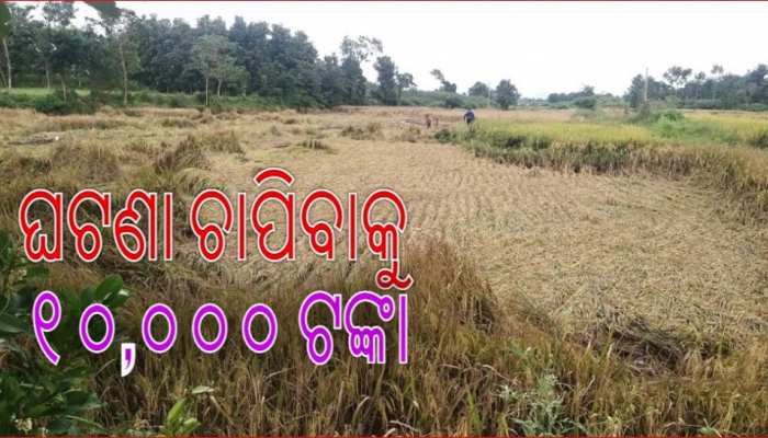 ବିଲରେ ବୁଡ଼ିଲା ସୁନା! ହତାସ ଚଷାପୁଅର ଆତ୍ମହତ୍ୟା, ପ୍ରଶାସନ କରିବ ତନାଘନା 