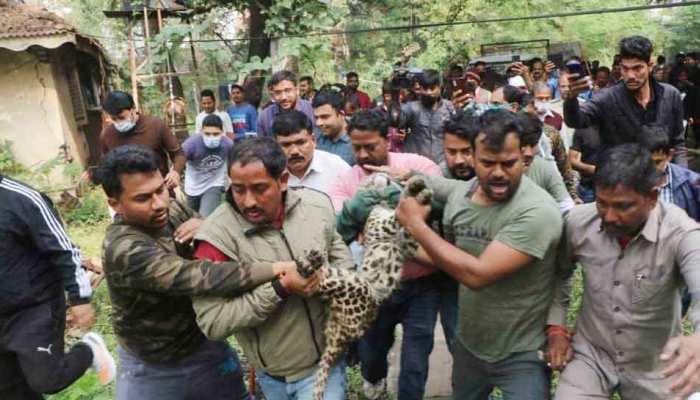 indore zoo Mysteriously missing leopard found at this place all logic  failed mpsn | रहस्यमयी तरीके से लापता हुआ तेंदुआ इस जगह मिला, सारे तर्क हुए  फेल | Hindi News, Madhya Pradesh