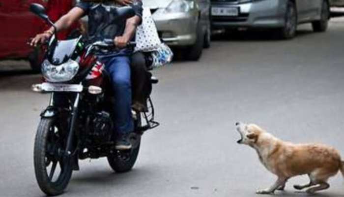 रात में बाइक के पीछे क्यों दौड़ते हैं कुत्ते? इनसे बचने के लिए जरूर अपनाएं ये आसान तरीके