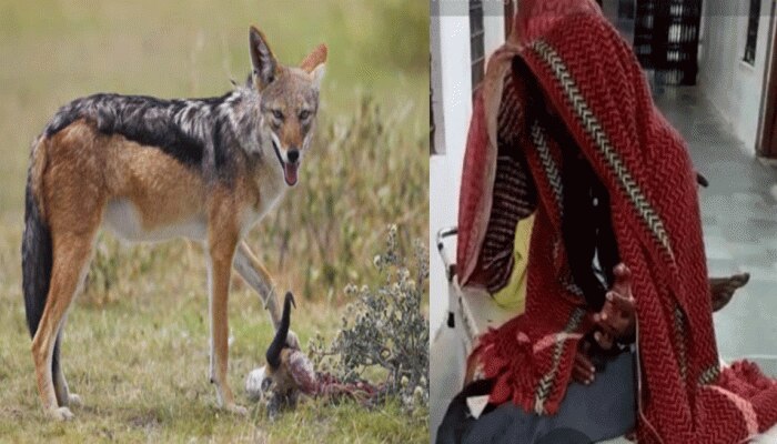 jackal in hindi