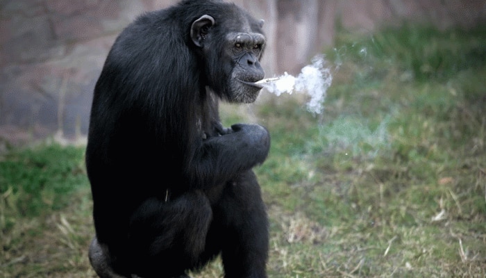 रोज 40 सिगरेट पीती रही मादा चिंपैंजी, इसके पीछे का रहस्य और भी चौंकाने वाला