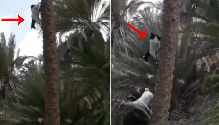 क्या आपने कभी बकरी को पेड़ पर चलता हुए देखा? अगर नहीं तो देखें हैरानी भरा वीडियो