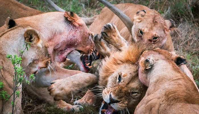 शिकार के बाद खाना खा रही थी भूखी शेरनी, गलती से चबा गई शेर का प्राइवेट पार्ट
