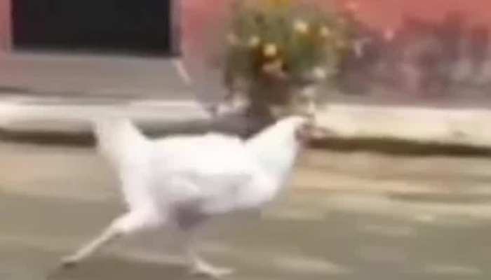 मुर्गा फैन हुआ पुष्पा के डांस स्टाइल का, श्रीवल्ली गाने पर डांस वीडियो Viral