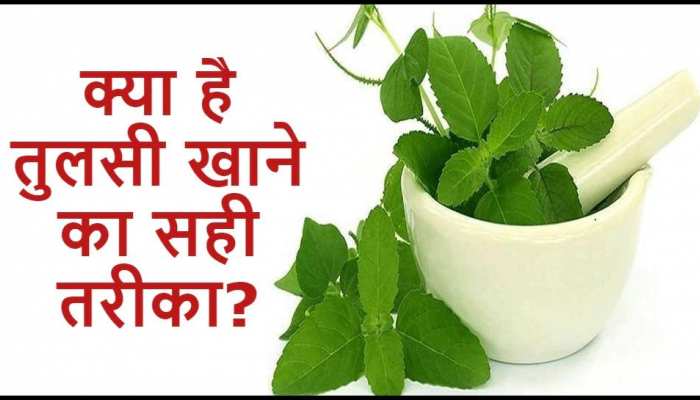 Tulsi Disadvantages Of Eating Raw Basil Leaves Way to Intake for