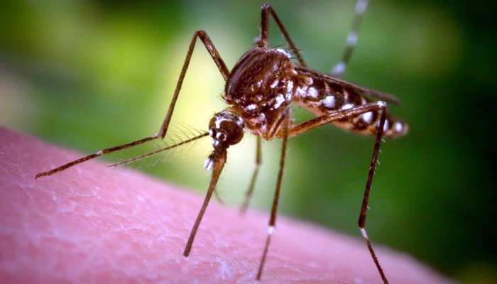 genetically modified mosquitoes