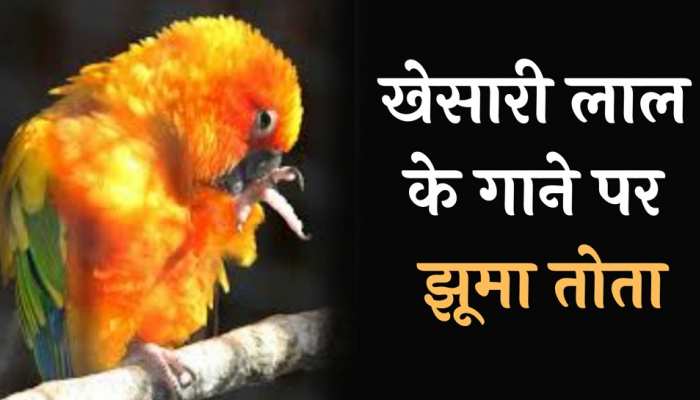 parrot funny video की ताज़ा खबरे हिन्दी में | ब्रेकिंग और लेटेस्ट न्यूज़ in  Hindi - Zee News Hindi