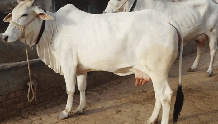 New law implemented in Rajasthan regarding cow rearing only one cow will be able to be reared IN 213 Cities | गौ पालन को लेकर राजस्थान में नया कानून लागू, 213 शहरों New law implemented in Rajasthan regarding cow rearing only one cow will be able to be reared IN 213 Cities | गौ पालन को लेकर राजस्थान में नया कानून लागू, 213 शहरों