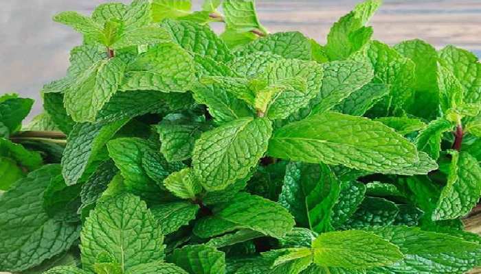 Benefits of Mint Consume mint in the scorching heat of April-May many  problems will remain away | Benefits of Mint: अप्रैल-मई की चिलचिलाती गर्मी  में करें पुदीने का सेवन, कई समस्याए रहेंगी