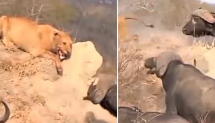 Animals Fight Lioness caught in the trap of dangerous buffalo ran away for saving her life | Animals Fight: खतरनाक भैंसों के जाल में फंस गई शेरनी, यूं जान बचाकर पड़ गया Animals Fight Lioness caught in the trap of dangerous buffalo ran away for saving her life | Animals Fight: खतरनाक भैंसों के जाल में फंस गई शेरनी, यूं जान बचाकर पड़ गया