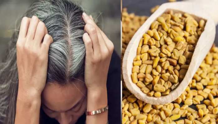 Hair Care Tips Fenugreek prevents many hair problems hair problems treatment brmp | Hair Care Tips: बालों को जड़ से मजबूत बनाकर ग्रोथ बढ़ाती है मेथी, White hair से भी मिलेगा छुटकारा, Hair Care Tips Fenugreek prevents many hair problems hair problems treatment brmp | Hair Care Tips: बालों को जड़ से मजबूत बनाकर ग्रोथ बढ़ाती है मेथी, White hair से भी मिलेगा छुटकारा,