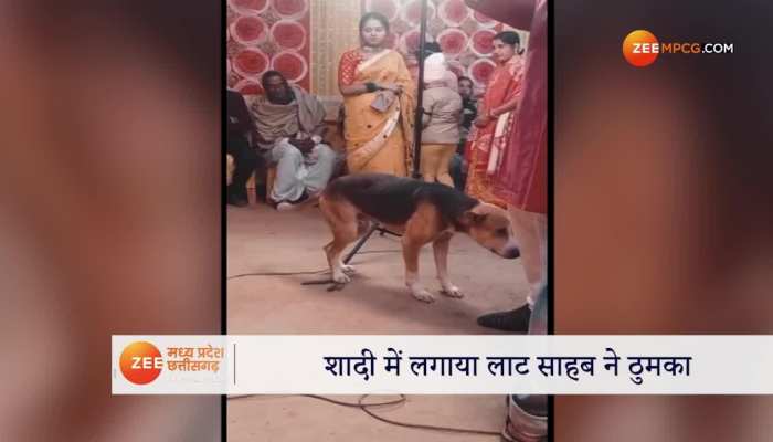 baby animals home की ताज़ा खबरे हिन्दी में | ब्रेकिंग और लेटेस्ट न्यूज़ in  Hindi - Zee News Hindi