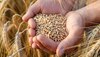 Wheat Price Down