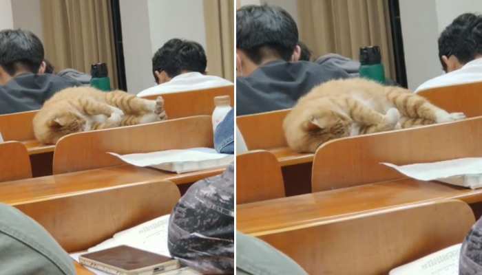 कॉलेज लेक्चर 'अटेंड' करने क्लास में पहुंची बिल्ली! स्टूडेंट के पीछे बैठकर ली नींद