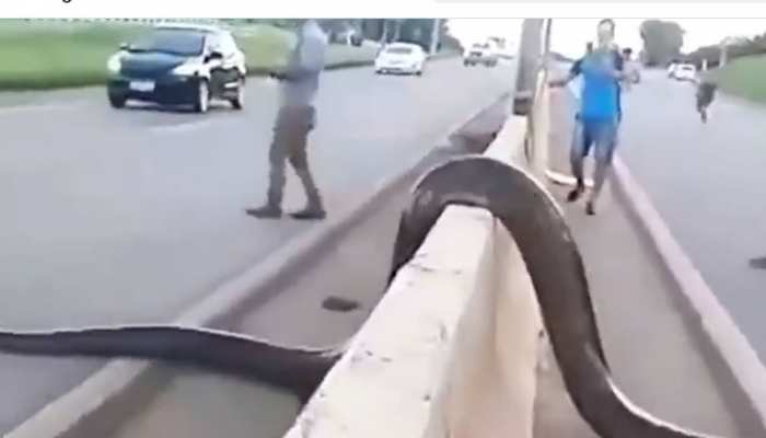 Anaconda Video: सड़क पर दिखा दुनिया का सबसे बड़ा सांप, थम गईं राहगीरों की सांसें 