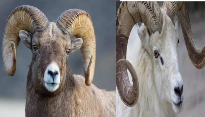 Sheep got 3 years jail sentence, took woman's life | भेड़ को मिली 3 साल की सजा, महिला के सिर में वार कर बेरहमी से ले ली जान | Hindi News, ZeePHH Trending News Sheep got 3 years jail sentence, took woman's life | भेड़ को मिली 3 साल की सजा, महिला के सिर में वार कर बेरहमी से ले ली जान | Hindi News, ZeePHH Trending News