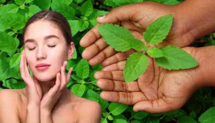 Benefits Of Basil For Skin tulsi ke patton ke fayde how to get