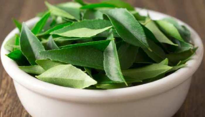 Health Tips Benefits of curry leaves health benefits of curry patta Meethi neem ke fayde for hair diabetes | Benefits of Curry Leaves: कई बीमारियों का रामबाण इलाज है करी पत्ता, फायदे Health Tips Benefits of curry leaves health benefits of curry patta Meethi neem ke fayde for hair diabetes | Benefits of Curry Leaves: कई बीमारियों का रामबाण इलाज है करी पत्ता, फायदे