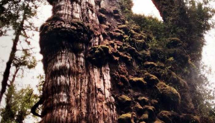 World's Oldest Tree: 5000 साल से भी ज्यादा पुराना पेड़, नहीं जानते होंगे इसकी खासियत