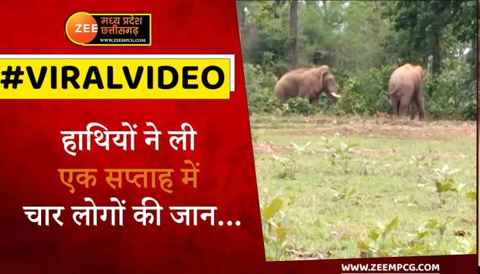 Elephant Attack in Jashpur:  हाथियों का आतंक, एक सप्ताह में ले ली चार लोगों की जान