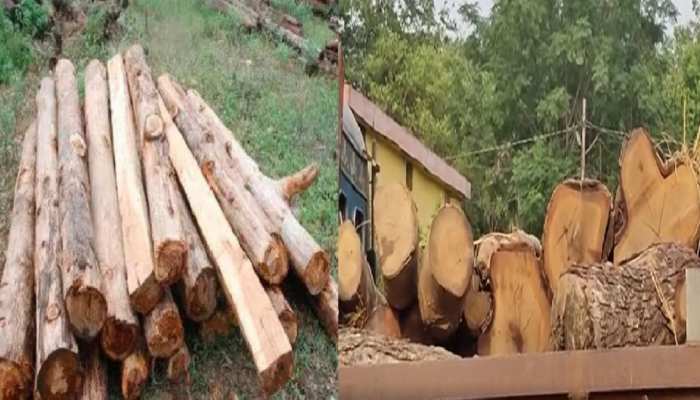 Wood Smuggling: वन विभाग ने जब्त की अवैध लकड़ियां, लकड़ी माफियाओं में मचा हड़कंप