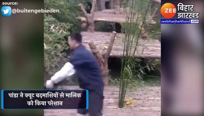 पांडा ने क्यूट बदमाशियों से ऐसे किया अपने मालिक को परेशान