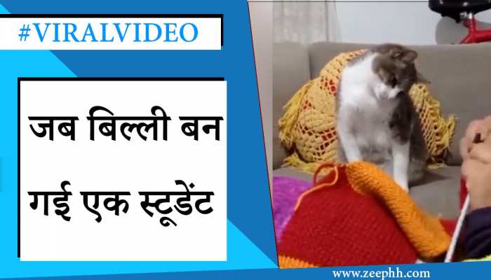 Cat Video: बिल्ली सीख रही है स्वेटर बनाने के तरीके, देखें प्यारा वीडियो