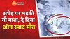 Video: गाय ने पैरों से कुचल कर दी ऐसी दर्दनाक मौत, मानों ले रही हो बदला.. 