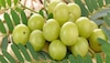 Amla benefits: आमला खाने से होते हैं शरीर को यह 5 बड़े लाभ; जानकर रह जाएंगे हैरान