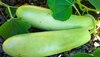 Gourd Benefits: लौकी के 5 बड़े फायदे, गर्मी में पेट भी रहेगा ठीक