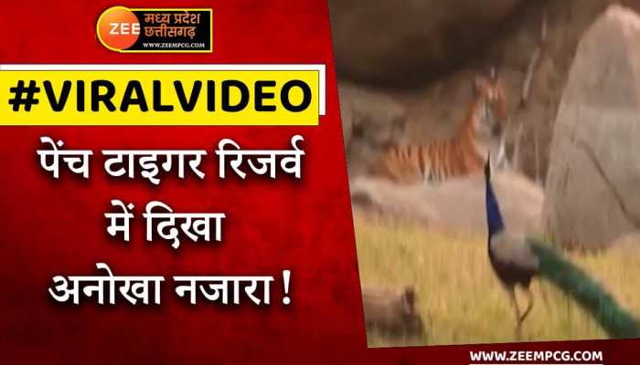 national animal की ताज़ा खबरे हिन्दी में | ब्रेकिंग और लेटेस्ट न्यूज़ in  Hindi - Zee News Hindi