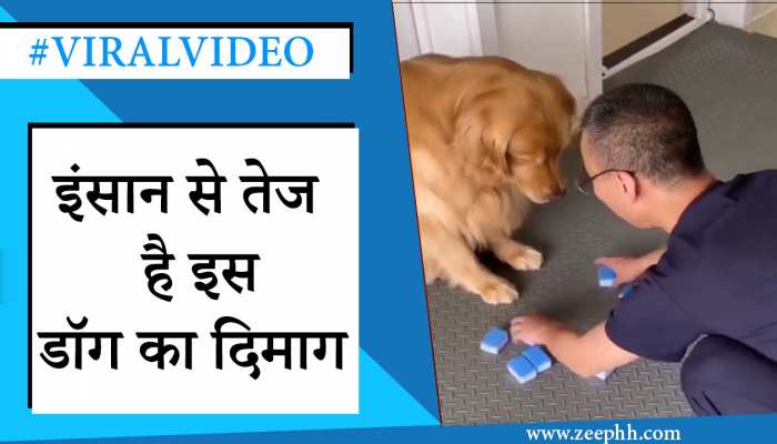 Viral Dog Video: इस डॉग ने खेल में इंसानों को भी छोड़ा पीछे, देखें