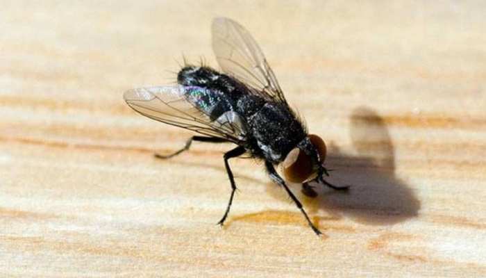 Flies Free Home: मक्खियों को घर से भगाने के सानदार टिप्स, कई बीमारियों से होगा बचाव