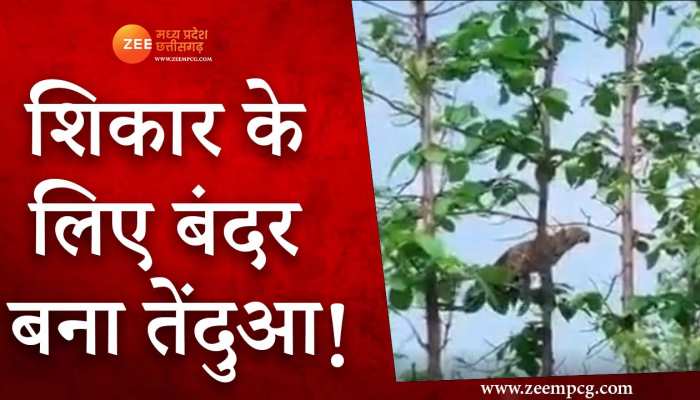 तेंदुआ ने 30 फीट ऊंची छलांग लगाकर किया शिकार, देखिए रोमांचकारी Video