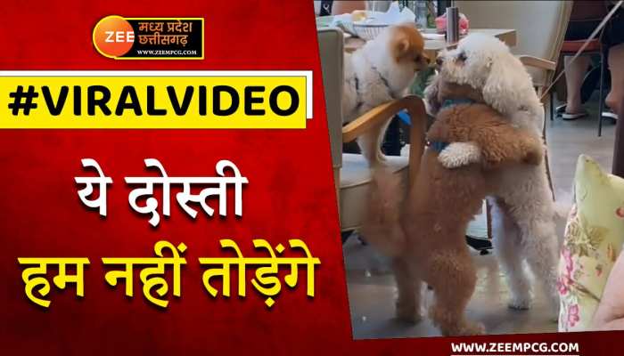 नहीं देखी होगी अपने डॉग्स की ऐसी सच्ची दोस्ती, वायरल वीडियो