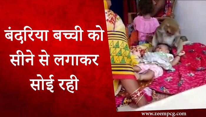 बच्ची को अपना बच्चा समझकर घंटों सोई रही बंदरिया, वीडियो हुआ वायरल
