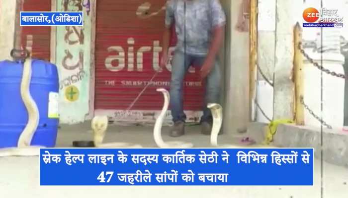 बालासोर में सांप हेल्पलाइन के सदस्यों ने 47 जहरीले सांपों को बचाया, देखें वीडियो