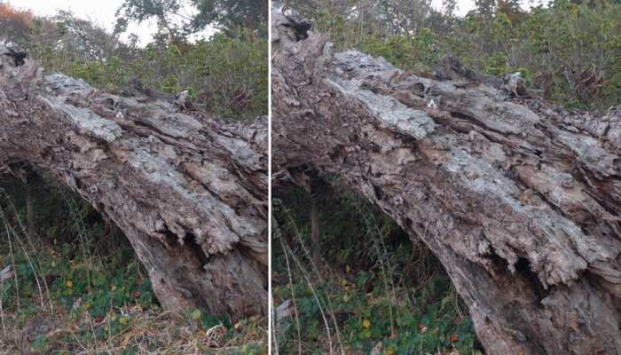 क्या आपको इस तस्वीर में दिखाई दिया शैतान चूहा? ढूंढने वाला कहलाएगा जीनियस