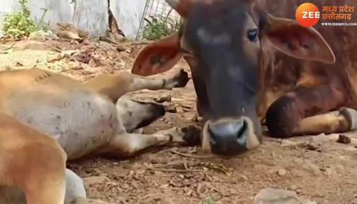 गाय और डॉग एक दूसरे को कर रहे प्यार, देखिए दिन का सबसे प्यारा VIDEO